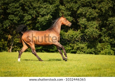 horse brown on the pasture in motion gangue gallop free running.
