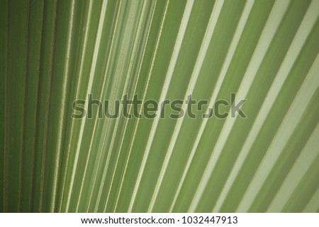 horizontal nature detail - beautiful green palm tree  leaf detail 