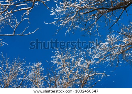 Frozen trees and branches beautiful winter on bright blue sky background