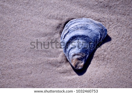 Sea stone on beach sand