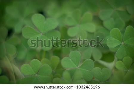 
abstract green blur background of clover leaves, St. patrick's day