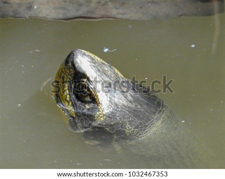 Turtles head and eyes pop up from water