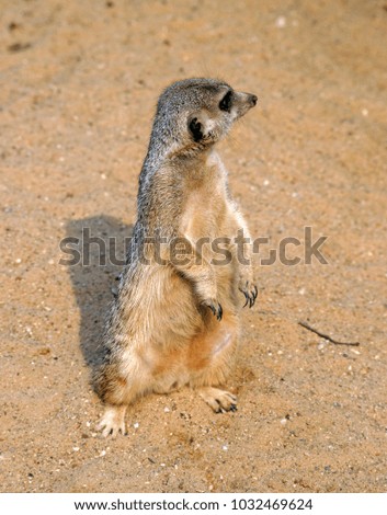 The meerkat or suricate is a small carnivoran belonging to the mongoose family. A group of meerkats is called a "mob", "gang" or "clan". 