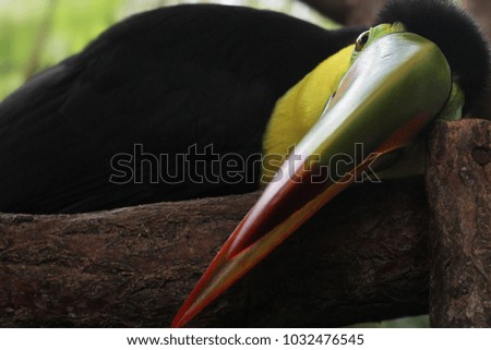 Toucan from Costa Rica