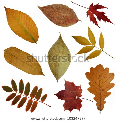 green and yellow red autumn, leaves pile isolated  on a white background