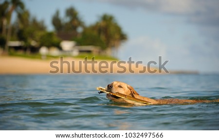 Yellow Labrador Retriever dog outdoor portrait swimming with stick to troical beach