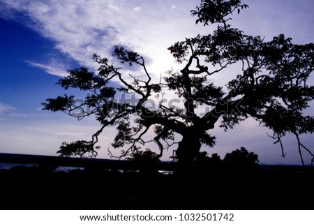 silhouette of a tree in mahabalipuram (mamallapuram)