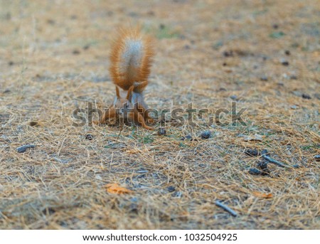 very fast squirrel runs on the ground in the park