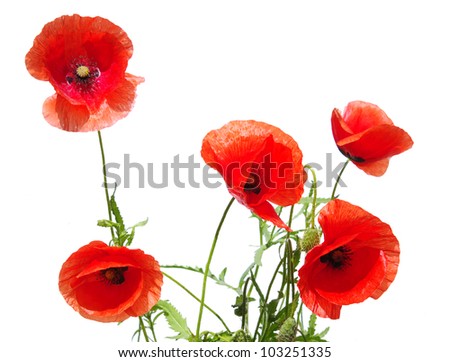  beautiful red poppies isolated on white