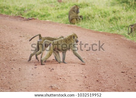 Baboons crossing a dirt road in Lake Manyara National Park, Tanzania