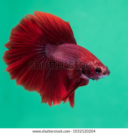 Red fighting fish On the green scene