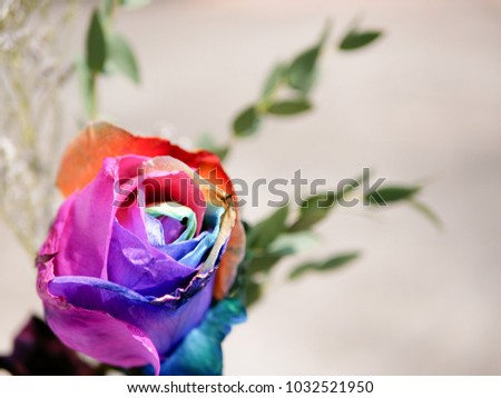 Close up of a rarely seen rainbow / colorful rose on a defocus background