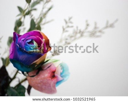 Rarely seen rainbow / colorful double roses on a defocus background