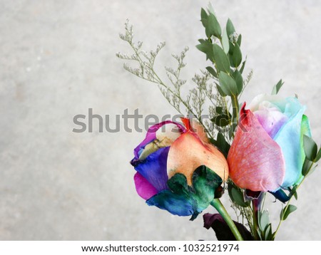 Rarely seen rainbow / colorful double roses on a defocus background