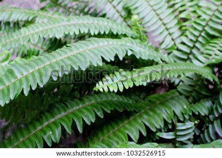 Leaf fern background.