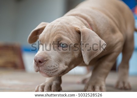 Baby pitbull look for someone to play, on blur background