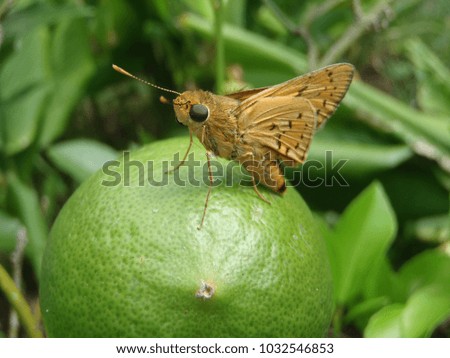Orange moth standing on a lemon