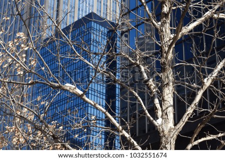 Sunny day city view in winter with a tree in foreground and modern building sky scrapers in background