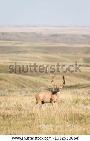 A mature Mule deer (Odocoileus hemionus) buck on the wide open plains of Grasslands National park