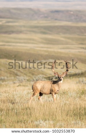 A mature Mule deer (Odocoileus hemionus) buck on the wide open plains of Grasslands National park #2