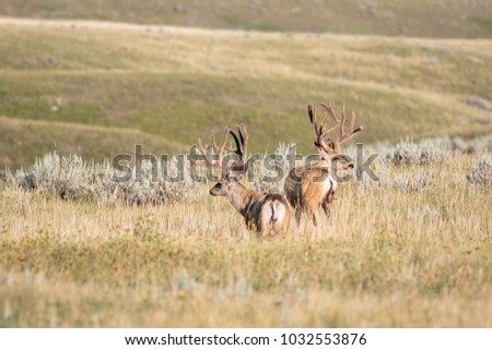 Two mature Mule deer (Odocoileus hemionus) bucks with velvet on the open plains of Grasslands National park