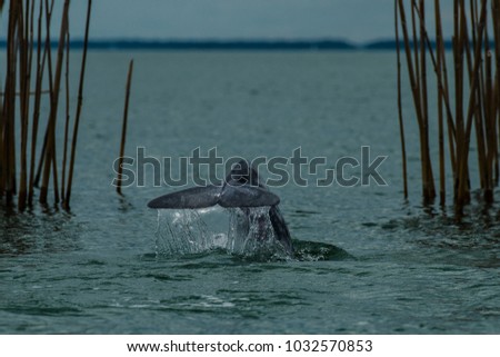 Baby dolphin 