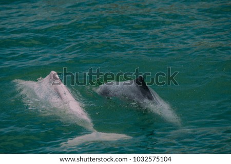 Mother and pink dolphin calf