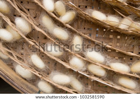 Silk Worm Processing
