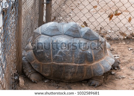 Big Turtle 