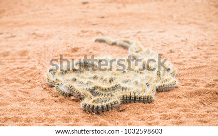 A group of processionary caterpillars in a sand path. This kind of worms use to live in nests in pine trees in the forest. This caterpillar is venomous.