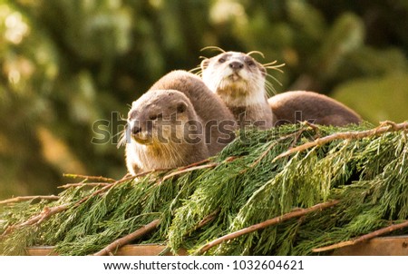 Otters, mates, together