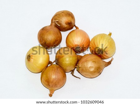 Onion bulbs. White onion with yellow skin. Harvest the onion