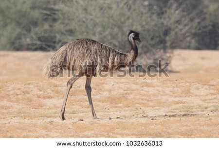 emu wildlife animals