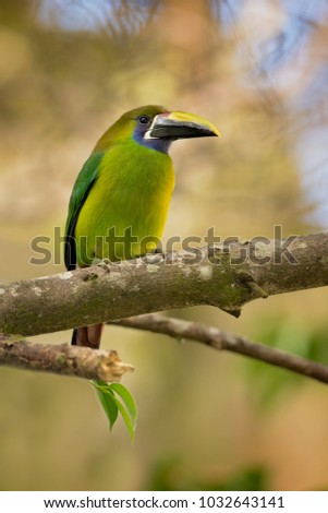 Emerald toucanet is the smallest toucan in Costa Rica. Like other toucans, the emerald toucanet is brightly marked and has a large bill. 