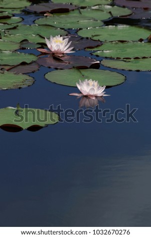 
water lily, tanegaike pond in Tottori Japan