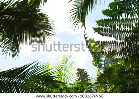 Bright tropical leaf on sky background. Coco palm tree top silhouette on sky. Green palm leaf on sunny sky background. Coco palm tree view from ground. Tropical garden banner template with text space