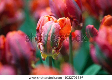 Spring natural background. Tulip flowers field.