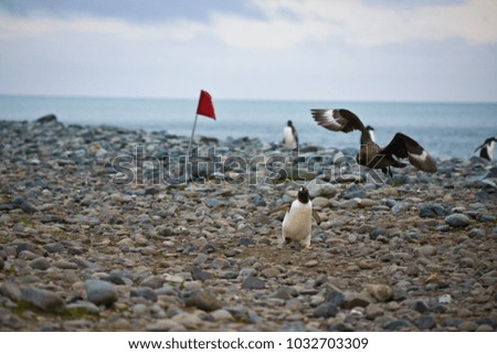 penguin fighting with a skua, antarctic peninsula, antarctica