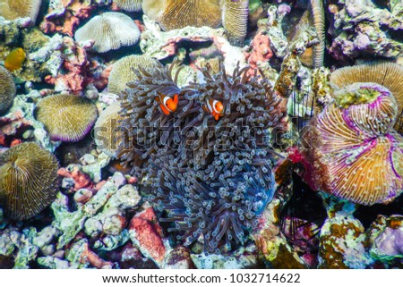 Clownfish and Coral Underwater Sea and Ocean