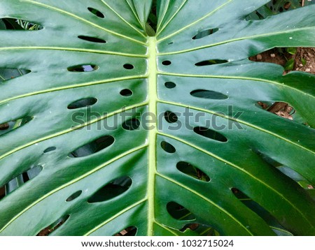 Dark green leaves of monstera or split-leaf philodendron (Monstera deliciosa) the tropical foliage plant growing in wild isolated.
