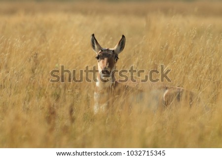 Pronghorn walking in grass, Wyoming, Yellowstone National Park