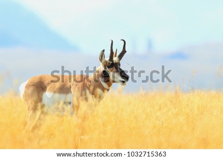 Pronghorn walking in grass, Wyoming, Yellowstone National Park