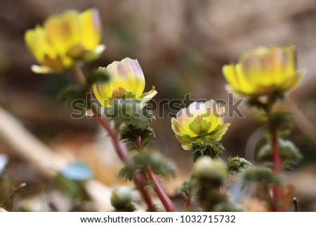 wild spring flowers