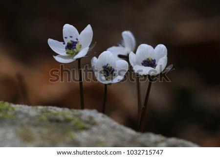wild spring flowers
