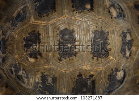 tortoise turtle shell texture detail