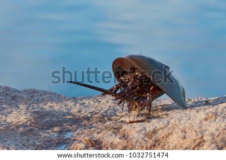 horseshoe crab (Limulus polyphemus) Royalty-Free Stock Photo #1032751474