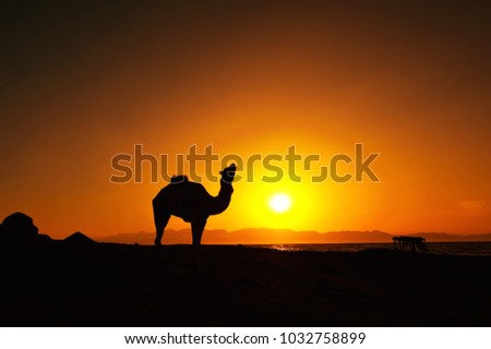 Sunrise silhouette of a camel in Dahab, Egypt