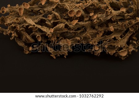 Dried ramalina fraxinea or cartilage lichen closeup background