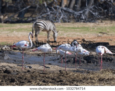 A group of pink flamingos (Phoenicopterus roseus) walk through the swamp in search of food
