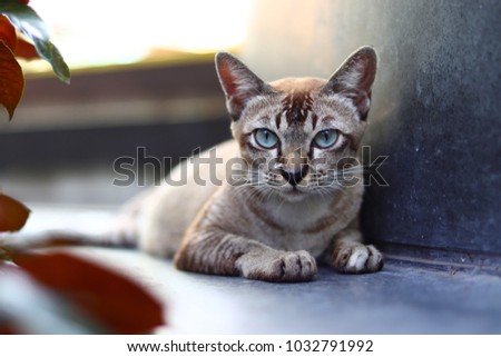 portrait of a grey cat with stripes laying on a ground, close-up, selective focus. High quality photo
